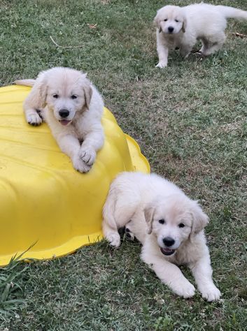 DISPONIBILI SPLENDIDI CUCCIOLI DI GOLDEN RETRIEVER - Foto 9