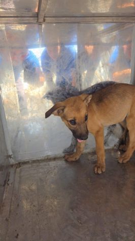 22 cuccioli da accasare!! SOS ABBANDONI SICILIA - Foto 3