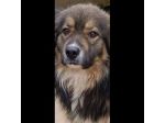YUKI MERAVIGLIOSO CANE DA ADOTTARE