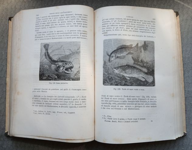 RETTILI, PESCI E ANIMALI ARTICOLATI, Ed. F.lli Treves 1891. - Foto 10