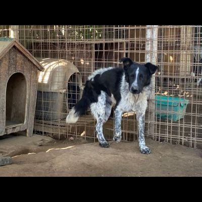 TOTÒ ADORABILE CERCA CASA, CANE IN ADOZIONE - Foto 6