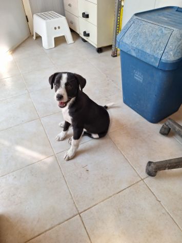 Ma che ci faccio io in canile? portami vai da qui.