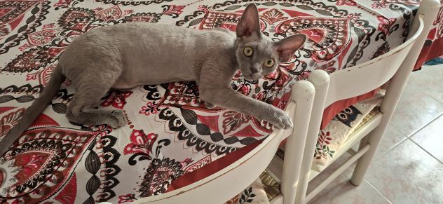 Cat sitter Milano - Foto 5