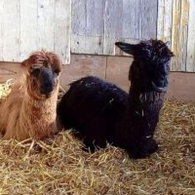Agriturismo Il Beccafico Alpaca - Foto 3