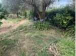 Uliveto in vendita a Massa