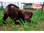 LABRADOR RETRIEVER CUCCIOLI MARRONE