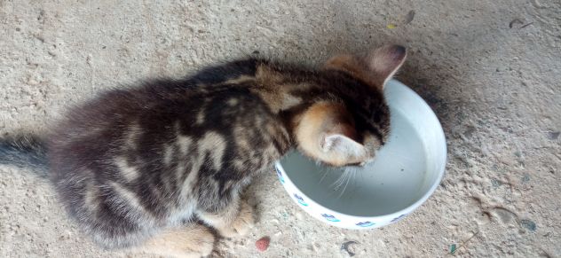 Regalo gattini - Foto 2