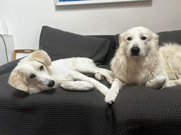 Paula: cucciolona equilibrata e socievole - Foto 6