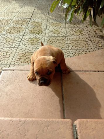 Allevamento Amstaff CON PEDIGREE zona Lavello Venosa Melfi - Foto 6