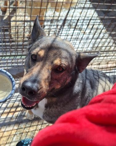MILAGRO, cane buonissimo, abbandono estivo - Foto 4
