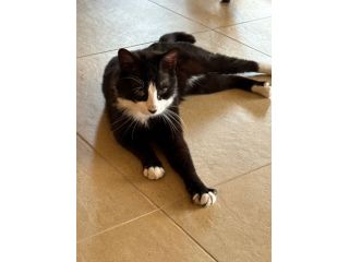 Gatto maschio sterilizzato in adozione