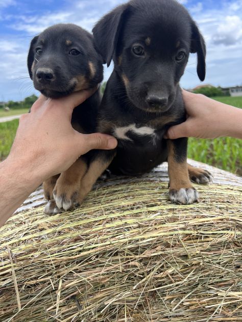 Cuccioli incrocio Lagorai per Pastore Tedesco - Foto 5