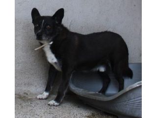 CARLETTO 9 ANNI 10/12 KG