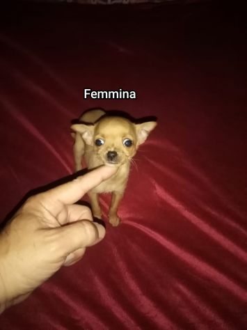Chihuahua mini toy