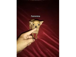 Chihuahua mini toy