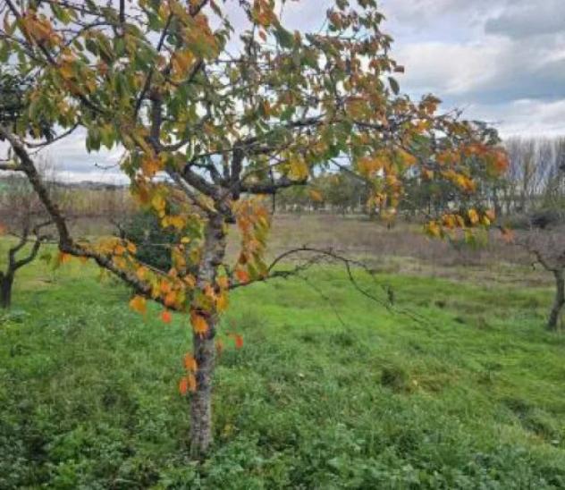 Immobile in asta di 7910 m² in vendita a Montesilvano - Foto 2