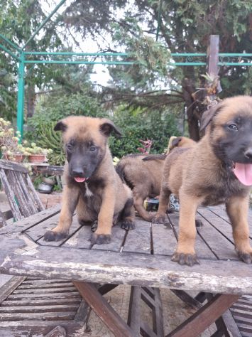 Cuccioli Allevamento Pastore Belga Malinois in Puglia Bari Lecce Taranto Foggia - Foto 5
