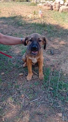 GIGIA E BEAU, 3 MESI (01/07/26), TAGLIA MEDIA, TROVATI IN CAMPAGNA, CERCANO CASA - Foto 9
