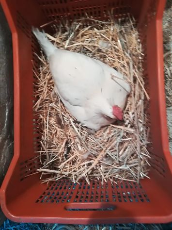 Galli,galline,chiocce con pulcini - Foto 8