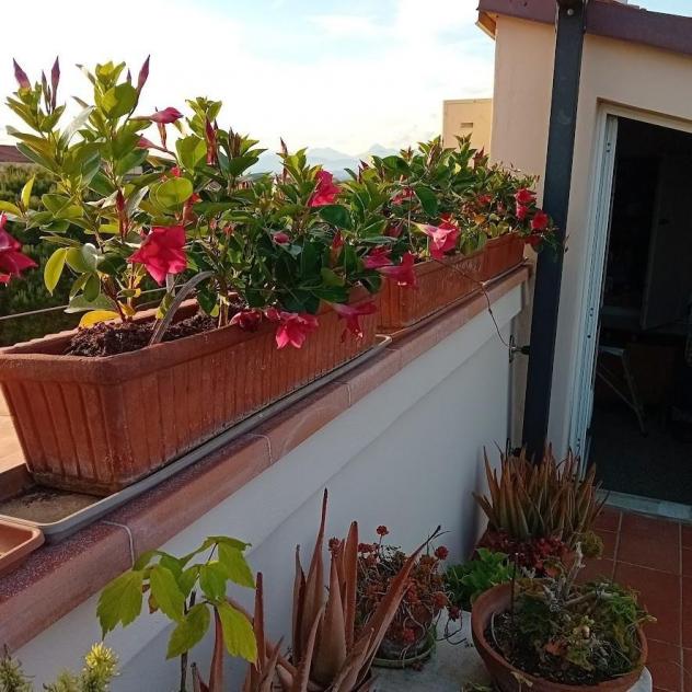 Appartamento in vendita a Pisa 150 mq Rif: 1393772 - Foto 3