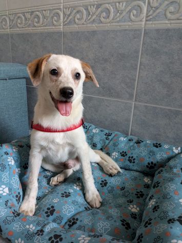 Regalo cuccioli di 3 mesi taglia medio piccola - Foto 5