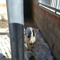 ONE, un cane per numeri uno! - Foto 2