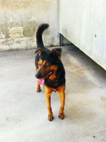 CANE IN ADOZIONE: GRISU' il lupetto abbandonato. - Foto 3