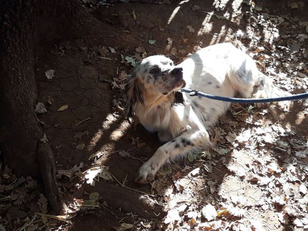 ARGO, dolcissimo setter - Foto 3