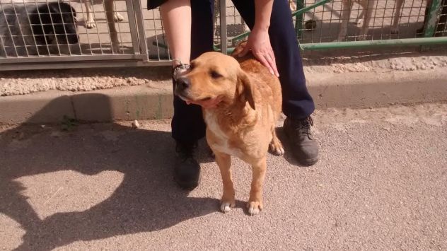 LUMACHINA, dolcissima cagnolina desiderosa d'amore - Foto 3