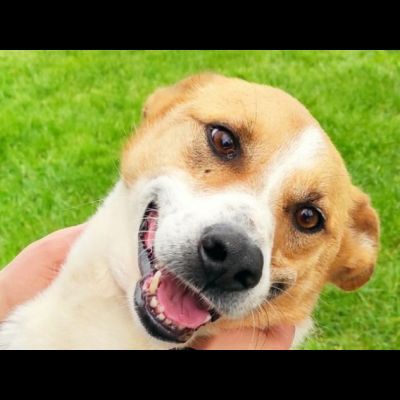 TAMBURELLO GIOIOSO NONOSTANTE UN'INTERA ESISTENZA IN CANILE CANE IN ADOZIONE - Foto 2