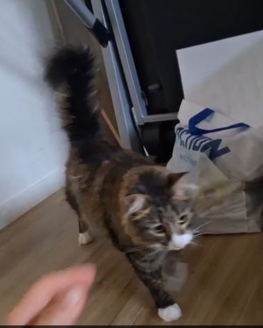 GATTI ADULTI