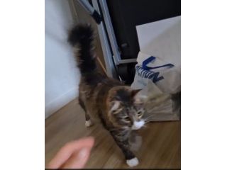 GATTI ADULTI