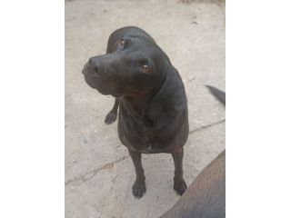 Giuditta