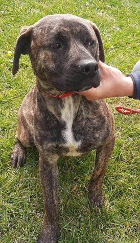 ROY 2 ANNI SIMIL AMSTAFF IN CANILE - Foto 4