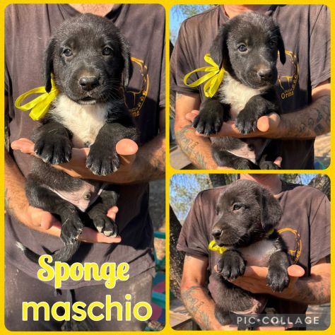 Regalo cuccioli - Foto 4