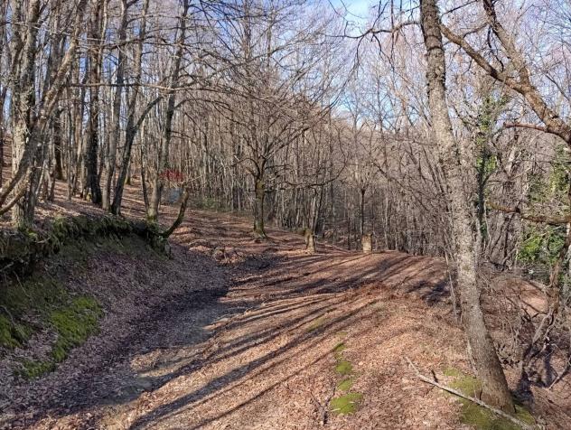 Terreno in vendita a Santa Domenica Vittoria - Foto 6