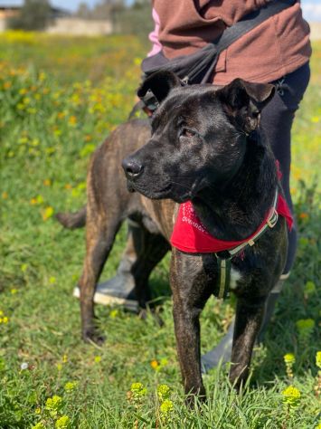 Adil il magnifico cane da adottare - Foto 5