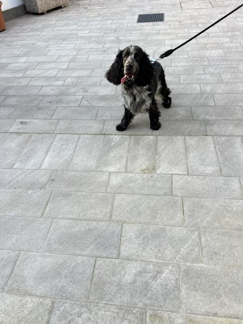 CUCCIOLO DI SPRINGER SPANIEL - Foto 7
