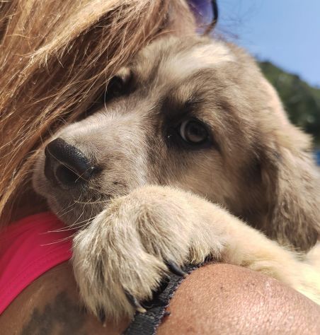 MELO CUCCIOLO 2 MESI - Foto 3