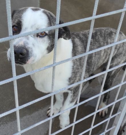 MAX CERCA ATTENZIONE, CHIEDE AMORE, CANE IN ADOZIONE TG MEDIA - Foto 9