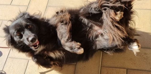 Pippy, bellissimo, taglia media contenuta - Foto 3