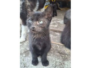 Gattini piccolini