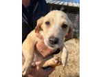 SALLY COCCOLINA AMOROSA, CUCCIOLA IN ADOZIONE
