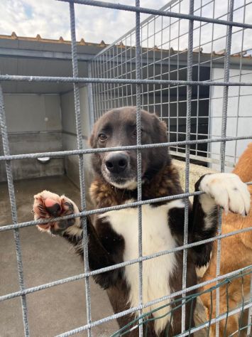 CANE IN ADOZIONE: ZAMPA BIANCA e i suoi calzini. - Foto 3