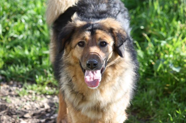 Adotta un cane dal canile, salva la sua vita!