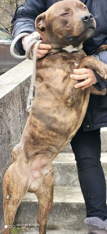 Pitbull 5/6anni tigrato equilibrato dalla cantina al canile! PARMA - Foto 2