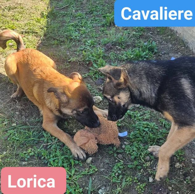LORICA E CAVALIERE CUCCIOLI IN ADOZIONE - Foto 8