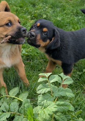 ANNABELLE, dolcissima mix ROTTWEILER! 2 MESI E MEZZO. - Foto 10
