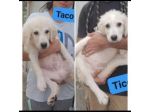 TICO E TACO MERAVIGLIE DI CUCCIOLI IN ADOZIONE