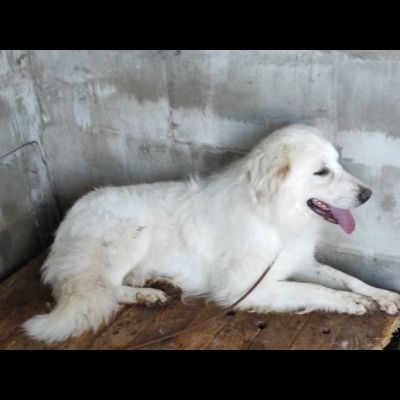 MATISSE, avvilito dal canile. CANE IN ADOZIONE - Foto 6